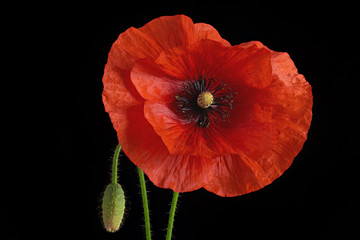 Red poppy flower and bud isolated on black background. Large depth of field.