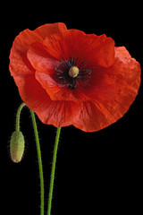 Red poppy flower and bud isolated on black background. Large depth of field.