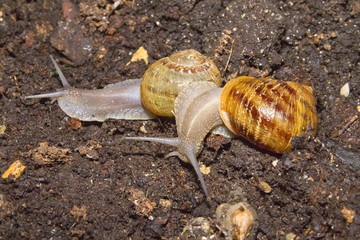 Lumache e terra, snails and ground, escargots 