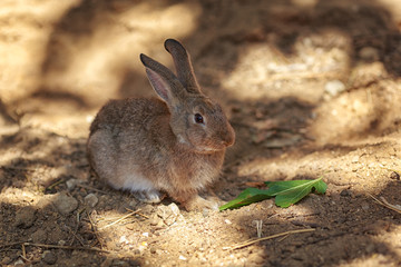 Little bunny in the forest
