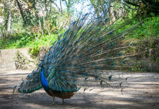 Fototapeta Male peacock with colorful tail
