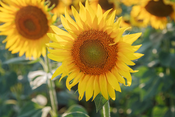Obraz premium Yellow sunflower sun
