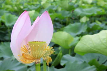 lotus