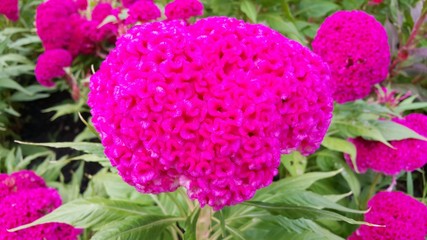 Obraz premium Pink Cockscomb flower in flower garden
