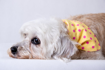 Dandie Dinmont Terrier isolated on white backdrop wearing Bandana