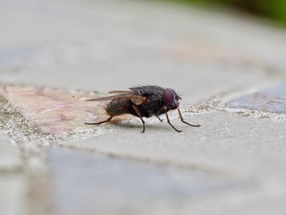 Fly
