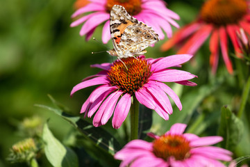 Purple coneflower (Echinacea purpurea) and a butterfly up close photography