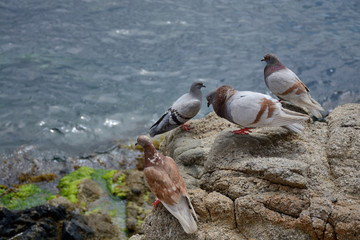 Wild pigeons at sea coast