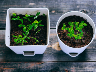 Young greens in pots, sprouts of basil and coriander, balcony garden on a wooden background