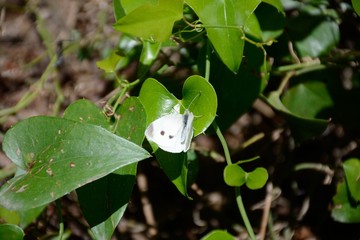 White butterfly on a leaf