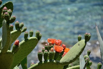 cactus on the coast of Spain