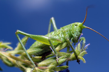 Small grasshopper sitting on grass.
