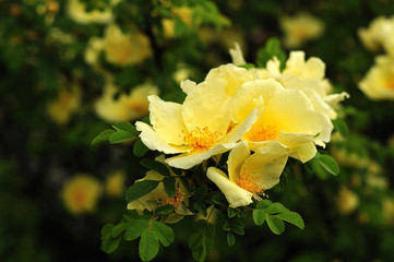 branch of a rose bush with yellow flowers