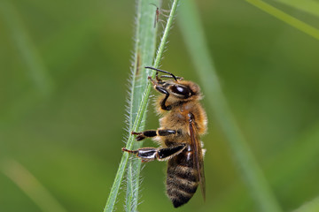 Bee sitting on blade of grass. 
