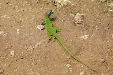 Close-up of a common green lizard