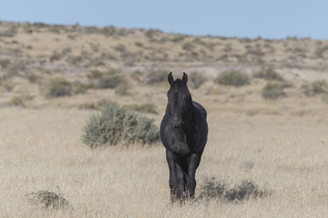 Onaqui Herd wild mustangs in the Great Desert Basin, Utah USA