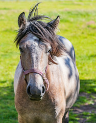 Fototapeta premium Markinch horses in the fields
