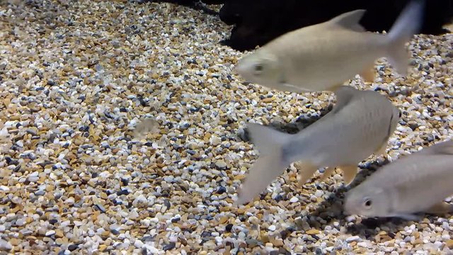 Hypsibarbus Bilder Durchsuchen 45 Archivfotos, und