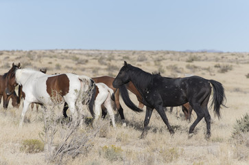 Onaqui Herd wild mustangs in the Great Desert Basin, Utah USA