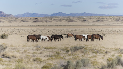 Naklejka na ściany i meble Onaqui Herd wild mustangs in the Great Desert Basin, Utah USA