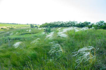 Feathery feather grass on the background of Russian steppe