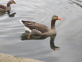 Water bird swimming