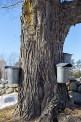 N.H. MAPLE SUGARING SEASON