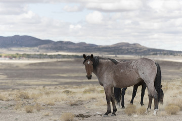 Fototapeta premium Onaqui Herd wild mustangs in the Great Desert Basin, Utah USA