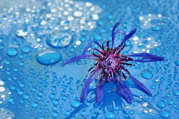 flowering cornflower on a blue background close-up. water drop.