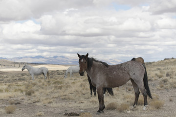 Fototapeta premium Onaqui Herd wild mustangs in the Great Desert Basin, Utah USA