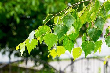 Birch branch with green leaves in the city park on a summer sunny day_