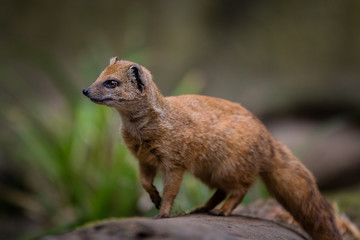 Mongoose from the side on tree stump in forest