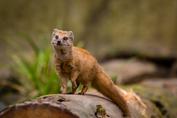Mongoose on tree stump in forest