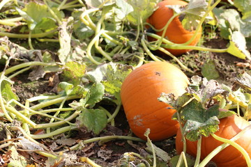 Pumpkins in a field 