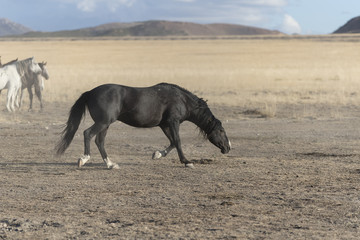 Onaqui Herd wild mustangs in the Great Desert Basin, Utah USA