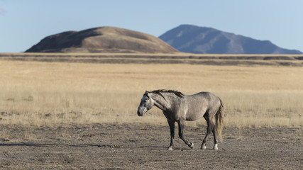 Onaqui Herd wild mustangs in the Great Desert Basin, Utah USA