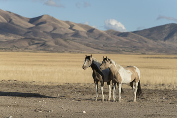 Onaqui Herd wild mustangs in the Great Desert Basin, Utah USA