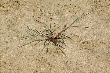 weeds growth in the sand
