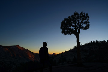 Tourist Silhouette with Bristlecone Pine and Yosemite's Half Dome in Distance