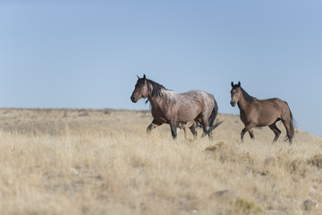 Obraz premium Onaqui Herd wild mustangs in the Great Desert Basin, Utah USA