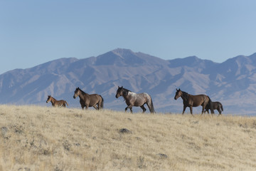 Fototapeta na wymiar Onaqui Herd wild mustangs in the Great Desert Basin, Utah USA