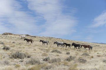 Onaqui Herd wild mustangs in the Great Desert Basin, Utah USA