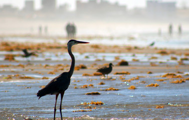 bird of the beach
