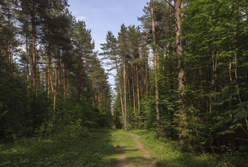 Pine forest, summer day
