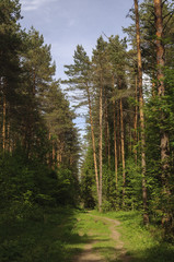 Footpath in coniferous forest