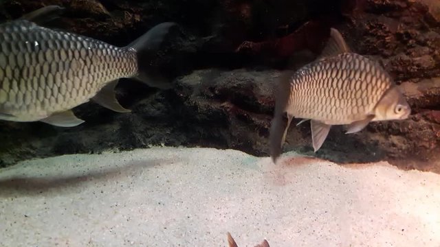 Fish : Yellow eyed silver barb (Hypsibarbus vernayi)