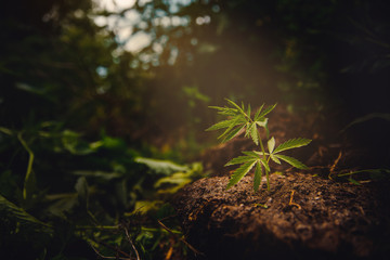 Cannabis plantation in sunlight. Bush green marijuana