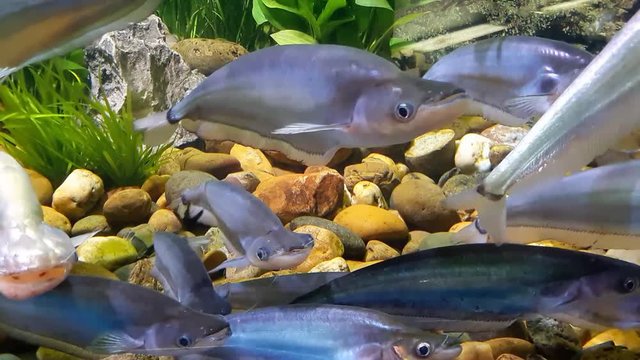 Fish : Common sheatfish (Kryptopterus apogon)