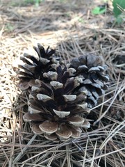 Pine tree fruit