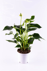 An anturium white in a pot